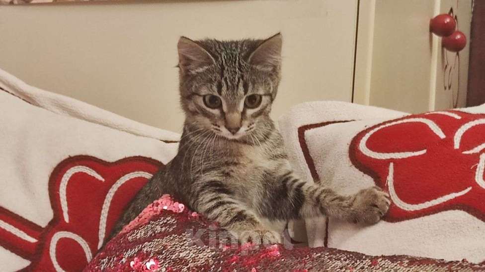 Кошки в Москве: Басик готов к переезду. Добрые хозяева - где вы? Мальчик, Бесплатно - фото 6