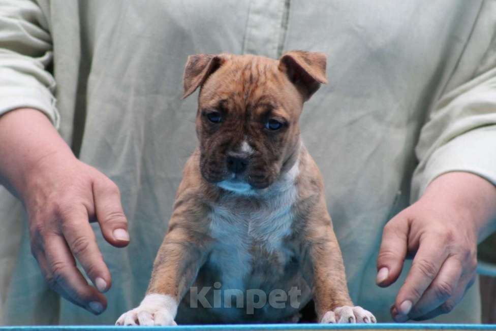 Собаки в Оренбурге: Unigo N.E.V. Urusvati Девочка, 100 000 руб. - фото 4