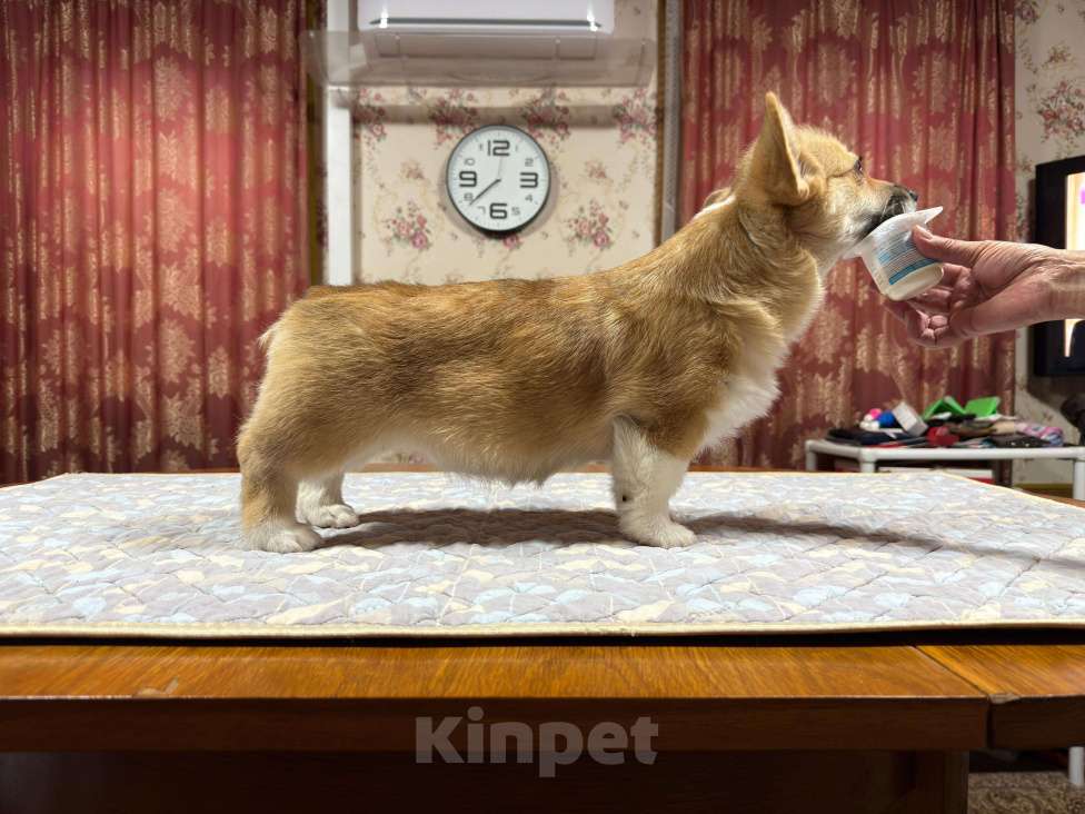 Собаки в Москве: Щенок Вельш корги пемброк  Девочка, 80 000 руб. - фото 2