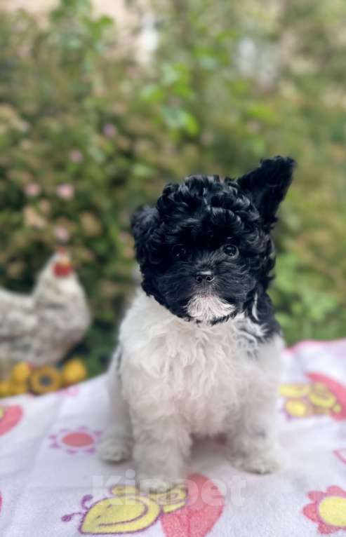 Собаки в Санкт-Петербурге: Девочка Пушон Девочка, 50 000 руб. - фото 2