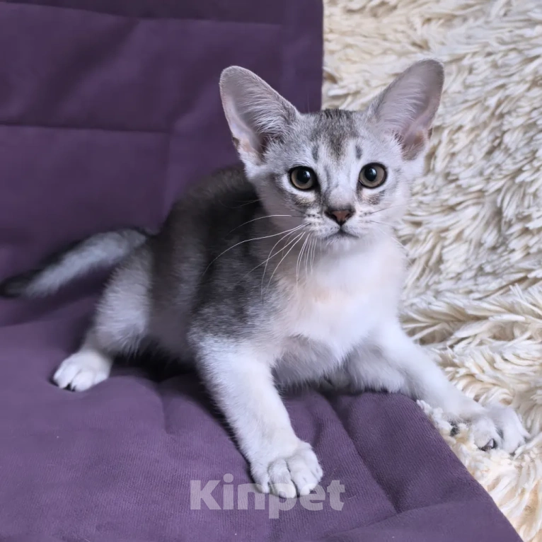 Кошки в Москве: Абиссинский котенок 3 месяца Девочка, 70 000 руб. - фото 9