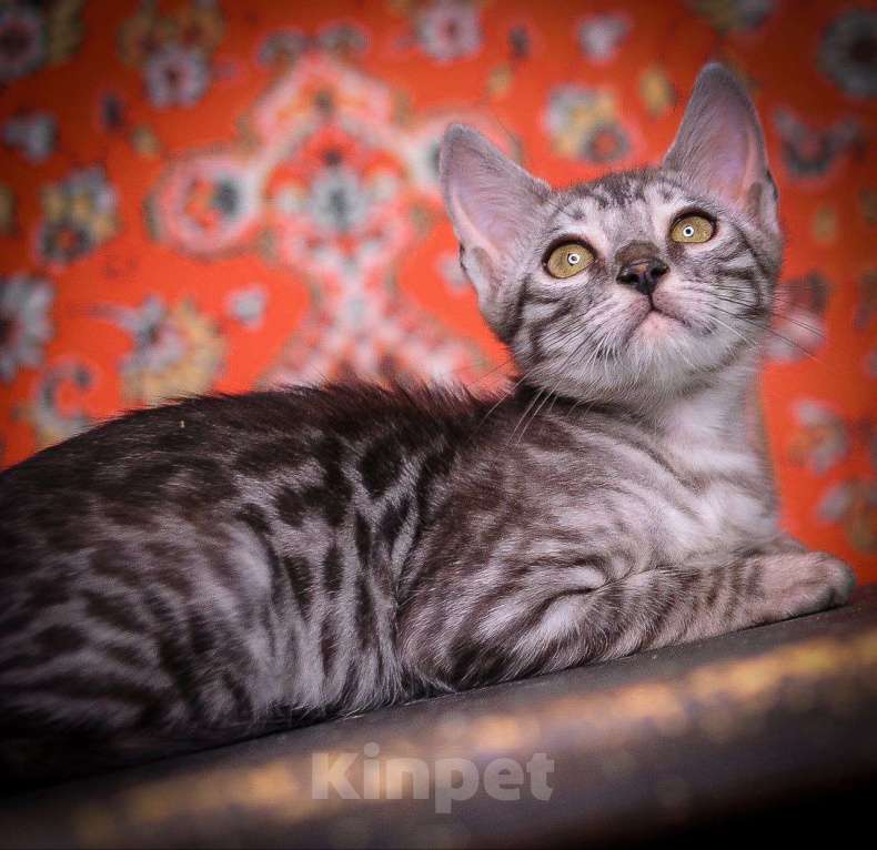 Кошки в Москве: бенгальский котенок на фоне ковра Мальчик, 45 000 руб. - фото 6