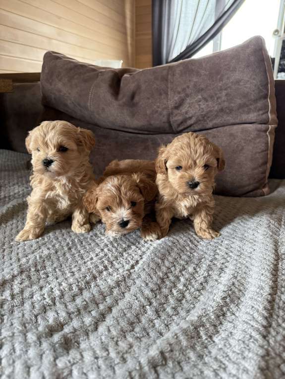 Собаки в Новосибирске: Щенки мальтипу f1 Мальчик, 100 000 руб. - фото 6