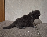 Кошки в Армавире: Продаю котят Мальчик, 5 000 руб. - фото 10