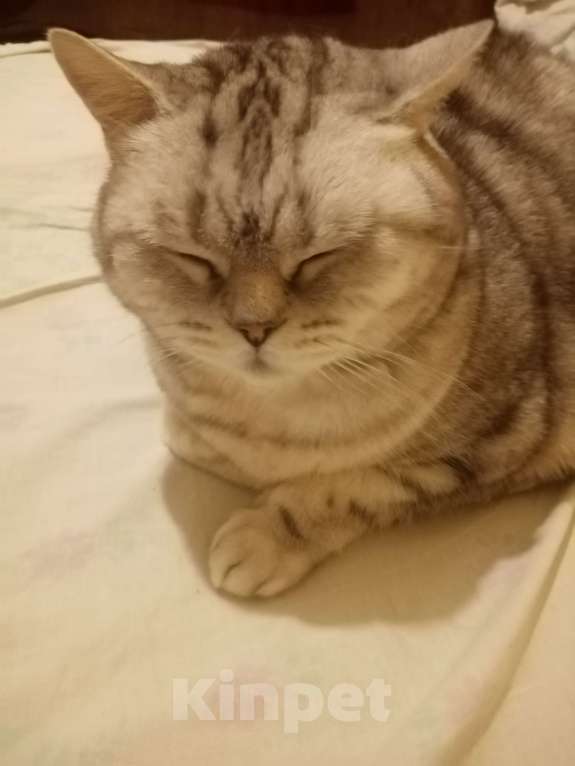 Кошки в Тольятти: Отдам британскую кошечку Девочка, Бесплатно - фото 1