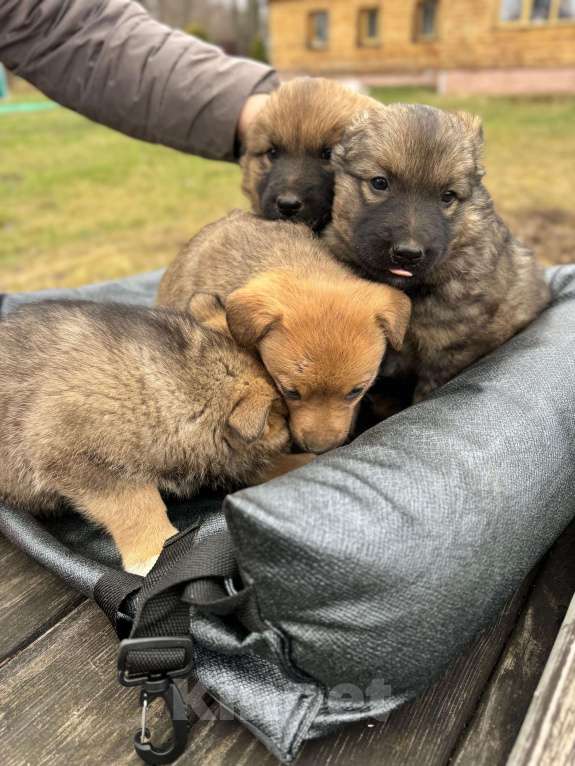 Собаки в других городах Тульской области: Щенки цвергипинчера метисы Мальчик, Бесплатно - фото 3
