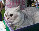 Кошки в Белогорска: Услуги вязки, 4 руб. - фото 5