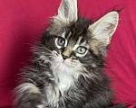 Кошки в Калаче-На-Доне: Котята мейн кун, 40 000 руб. - фото 3