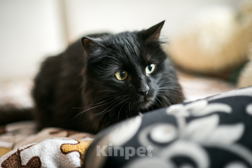 Кошки в Москве: Роскошный красавец Рамштайн в добрые руки Мальчик, Бесплатно - фото 2