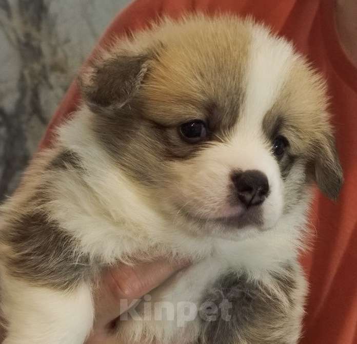 Собаки в Сочи: Породный щенок вельш корги пемброк Мальчик, Бесплатно - фото 4