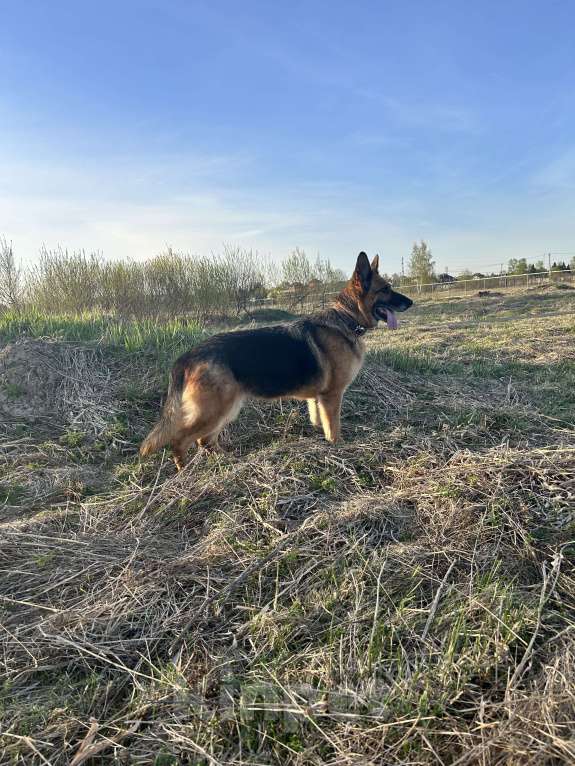 Собаки в других городах Московской области: Красавица Соня ищет дом Девочка, Бесплатно - фото 2