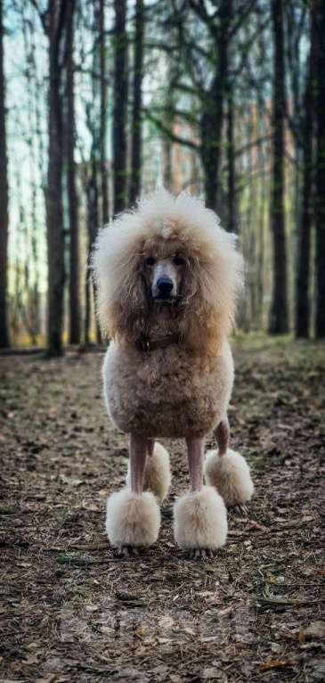 Собаки в Москве: Идеальный щенок королевского большого пуделя Мальчик, Бесплатно - фото 4