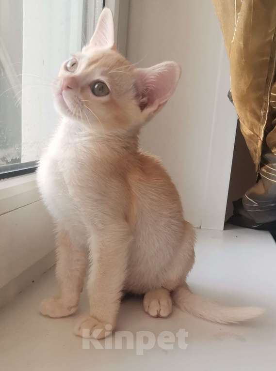 Кошки в Красноярске: Бурманский котик Мальчик, 35 000 руб. - фото 3