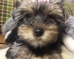 Собаки в Санкт-Петербурге: Щенки йоркширского терьера Девочка, 25 500 руб. - фото 3