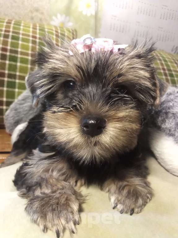 Собаки в Санкт-Петербурге: Щенки йоркширского терьера Девочка, 25 500 руб. - фото 3