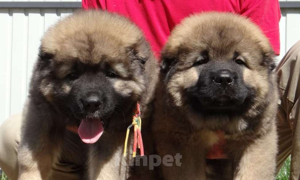 Собаки в других городах Нижегородской области: Щенки кавказской овчарки Мальчик, Бесплатно - фото 7