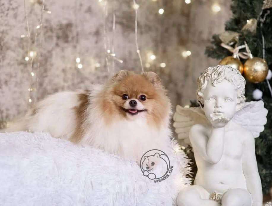 Собаки в Москве: Померанский Шпиц  Девочка, 85 000 руб. - фото 4