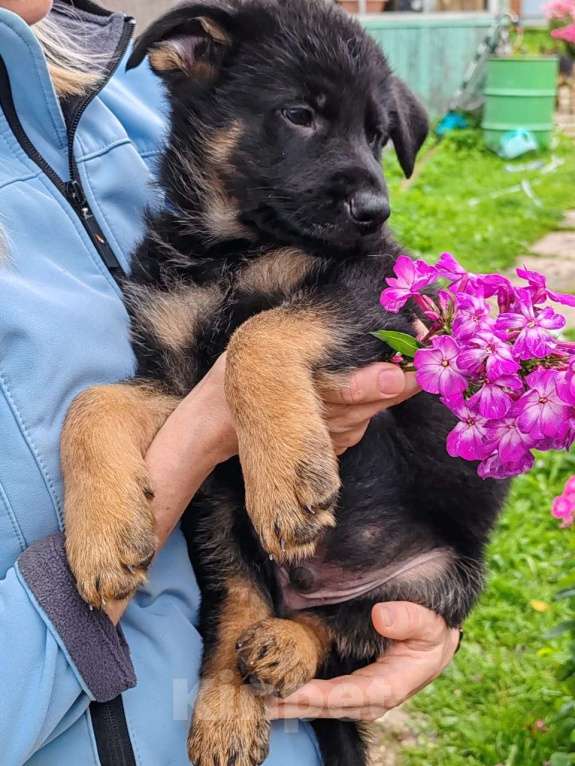 Собаки в других городах Московской области: Щенки немецкой овчарки  Мальчик, 15 000 руб. - фото 3