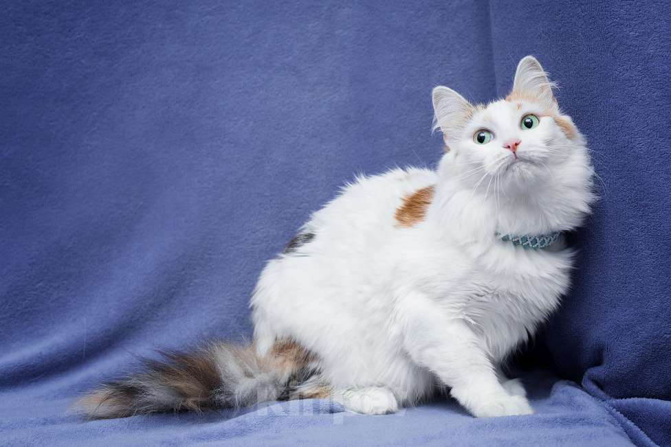 Кошки в Москве: Нерастраченная нежность томится в приюте Девочка, Бесплатно - фото 4