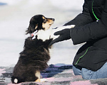Собаки в Челябинске: Щенок колли девочка Девочка, Бесплатно - фото 3
