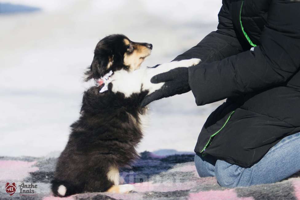 Собаки в Челябинске: Щенок колли девочка Девочка, Бесплатно - фото 3