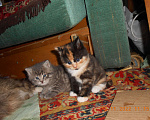 Кошки в Химках: Мейн-кун+британец котята бесплатно Мальчик, Бесплатно - фото 6