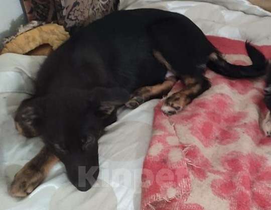 Собаки в Москве: Метис Цезарь в поиске своего дома Мальчик, Бесплатно - фото 5