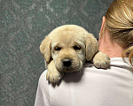 Собаки в Белгороде: Палевые щенки лабрадора-ретривера Мальчик, 50 000 руб. - фото 4