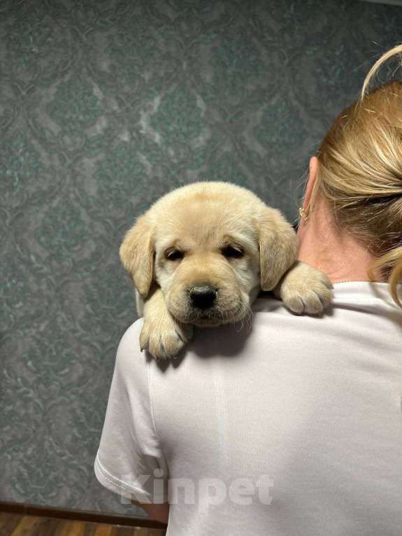 Собаки в Белгороде: Палевые щенки лабрадора-ретривера Мальчик, 50 000 руб. - фото 4