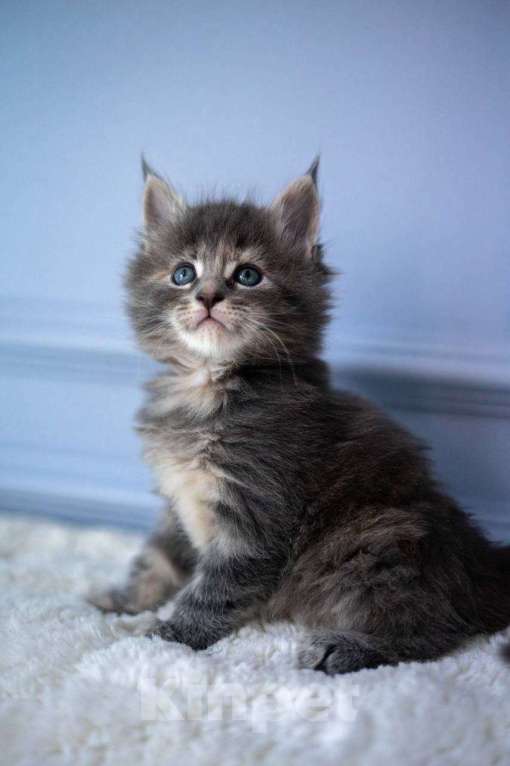 Кошки в Санкт-Петербурге: Продаем Котят породы Мейн-Кун Девочка, 30 000 руб. - фото 2