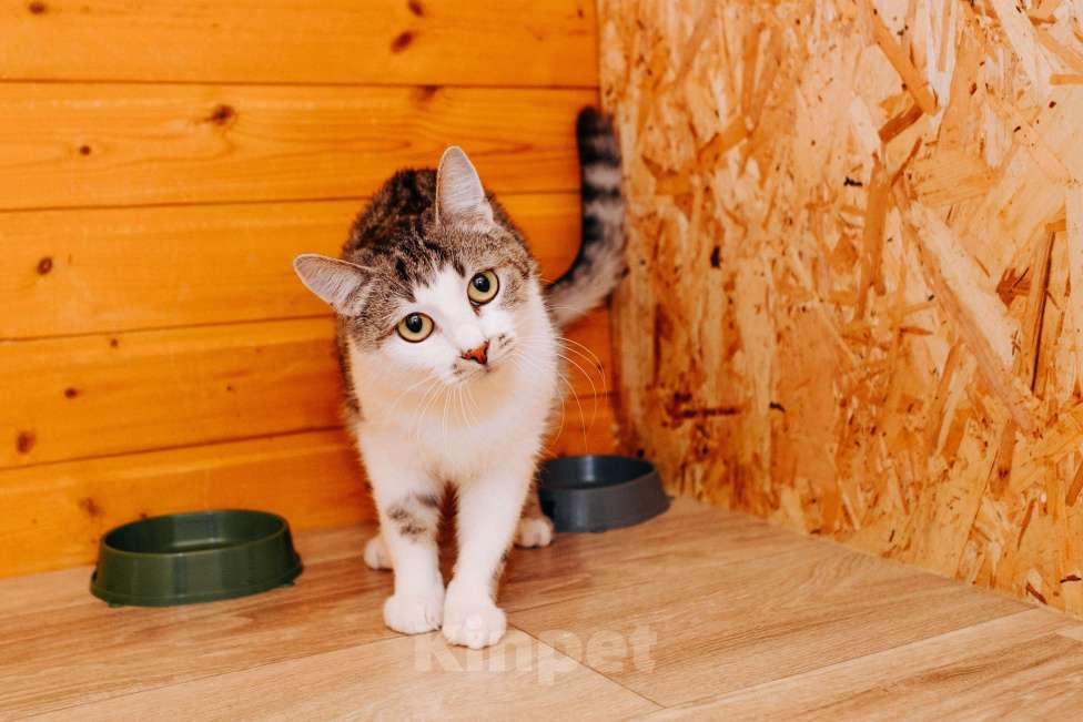 Кошки в Москве: Кошечка Маруся ❤️Очень ищет дом и любимых хозяев  Девочка, 100 руб. - фото 4