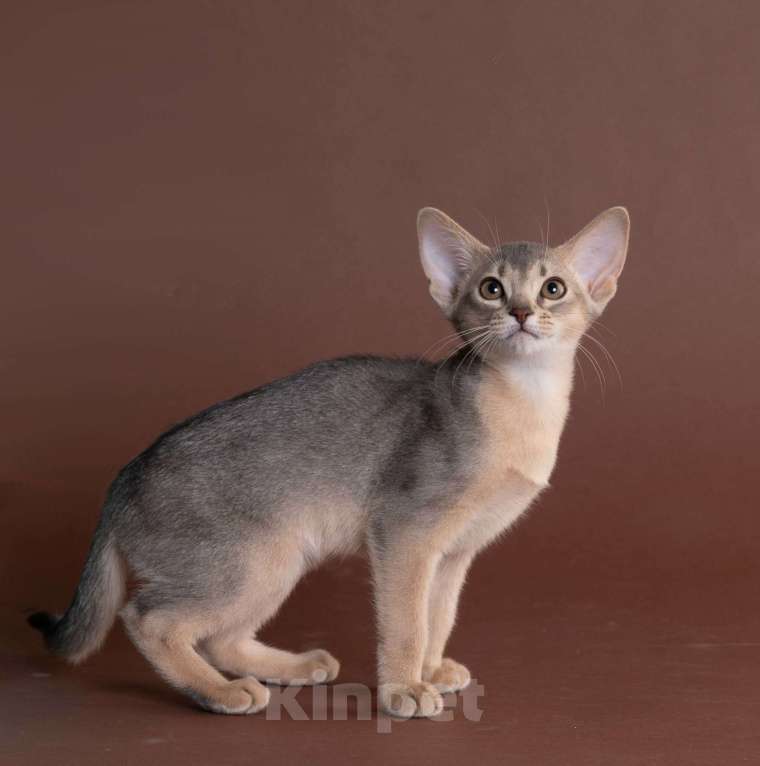 Кошки в Екатеринбурге: Абиссиннский котёнок Wild siblings' Droplet - ручная ласкуша! Девочка, Бесплатно - фото 5