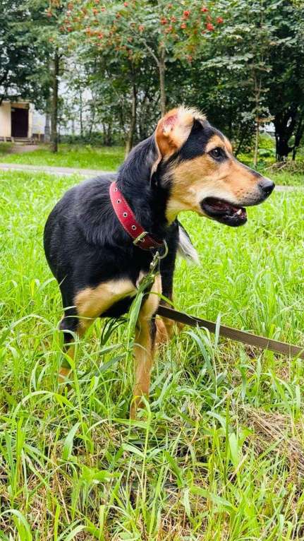 Собаки в Москве:  Молли ищет дом и человека, с которым будет делить каждое счастливое мгновение! Девочка, Бесплатно - фото 4