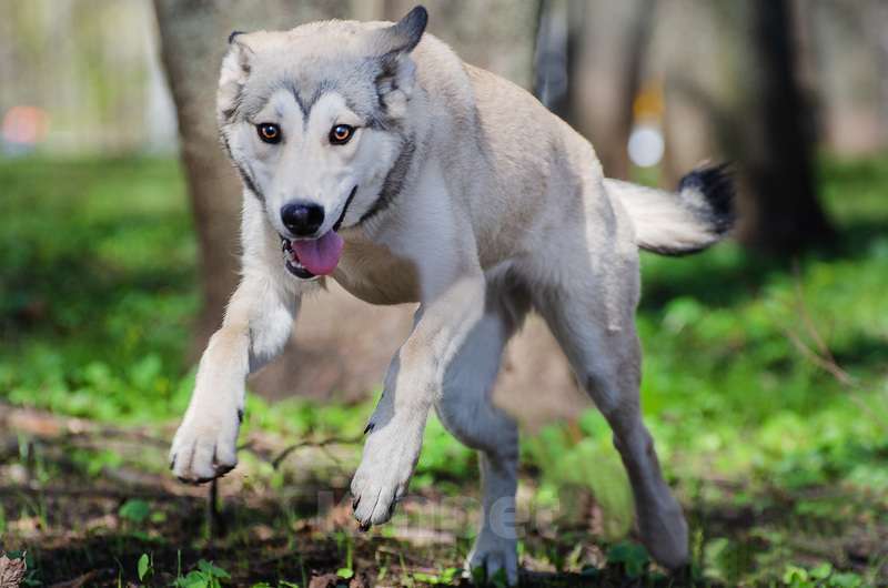 Собаки в Москве: Щенок волчонок-овчаренок Лукерья в добрые руки Девочка, 1 руб. - фото 3