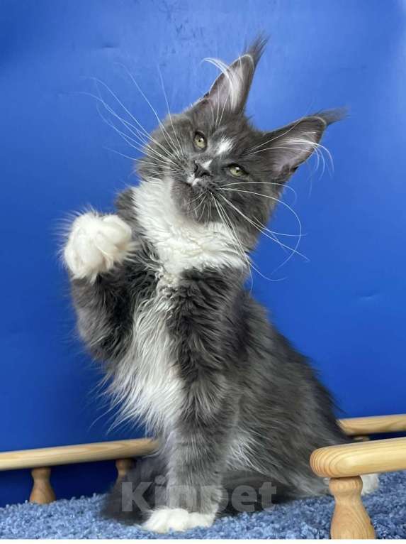 Кошки в Санкт-Петербурге: Мейн Кун котята Девочка, 50 000 руб. - фото 2