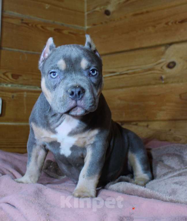 Собаки в Москве: Девочка-булли Девочка, 90 000 руб. - фото 9