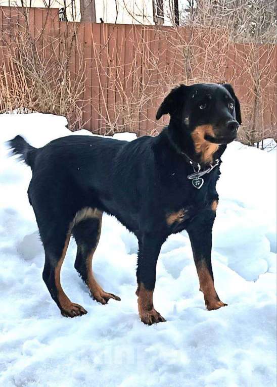 Собаки в Москве: небольшая собачка спасена из аэропорта ищет дом Девочка, Бесплатно - фото 2