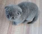 Кошки в Твери: Мальчик голубой вислоухий  Мальчик, 2 000 руб. - фото 1