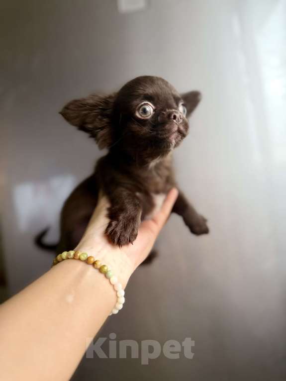 Собаки в Ростове-на-Дону: Чихуахуа мальчик Мальчик, 35 000 руб. - фото 9