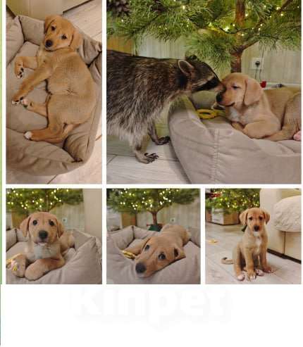 Собаки в Москве: классный щенок ищет дом Мальчик, Бесплатно - фото 1