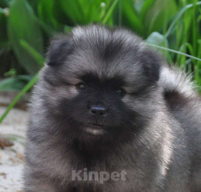 Собаки в Москве: Щенки кеесхонда (немецкого вольфшпица), эксклюзивные линии Мальчик, 60 000 руб. - фото 2