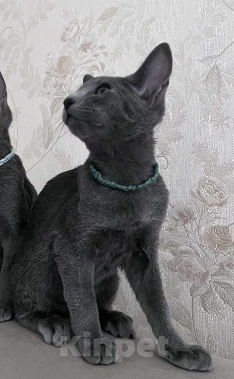 Кошки в Москве: Ориентальный мальчик  Мальчик, 60 000 руб. - фото 2