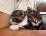 Кошки в Москве: Котята в добрые руки Девочка, Бесплатно - фото 4