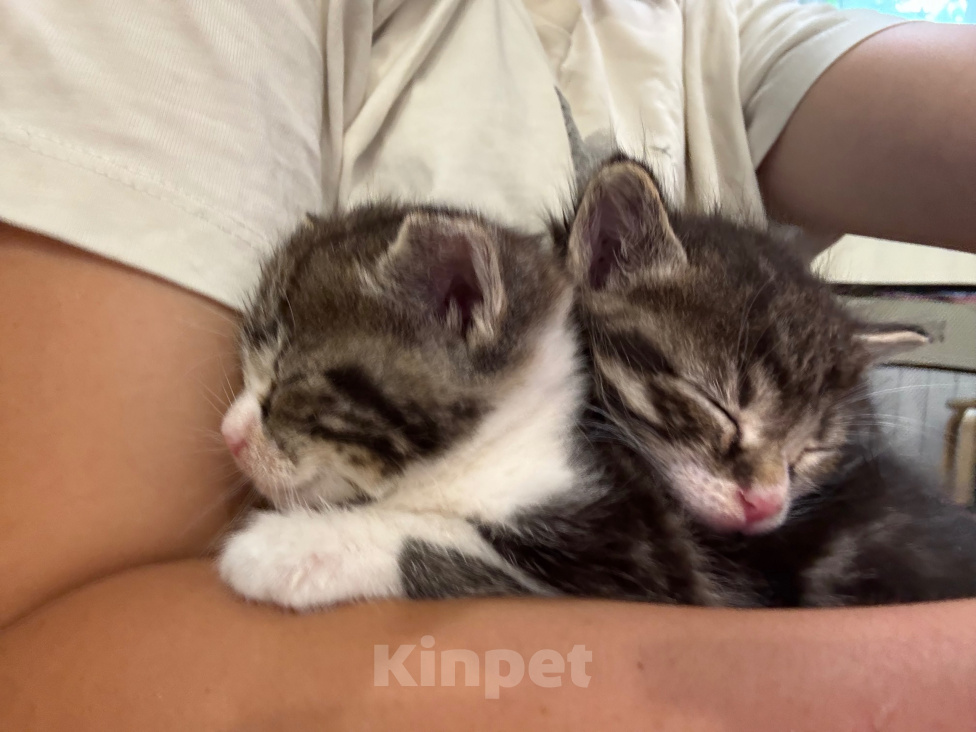 Кошки в Москве: Котята в добрые руки Девочка, Бесплатно - фото 4