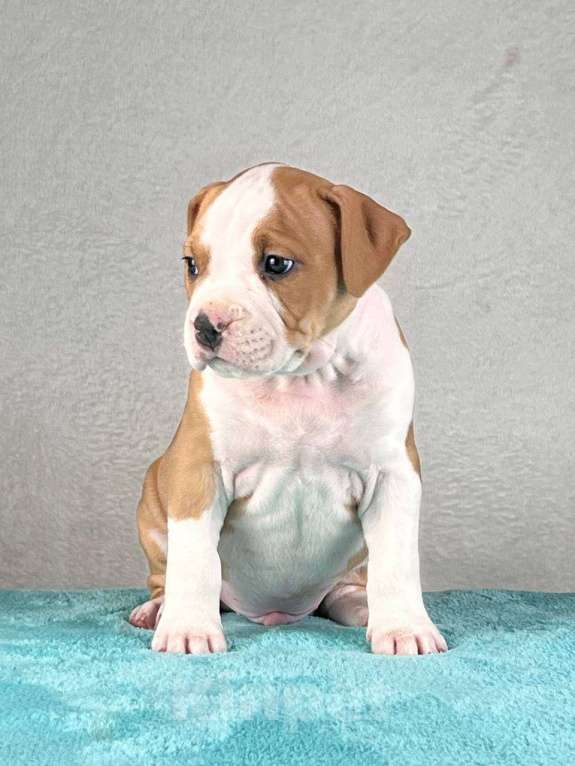 Собаки в Москве: Шикарный парень амстаффа Мальчик, 80 000 руб. - фото 3