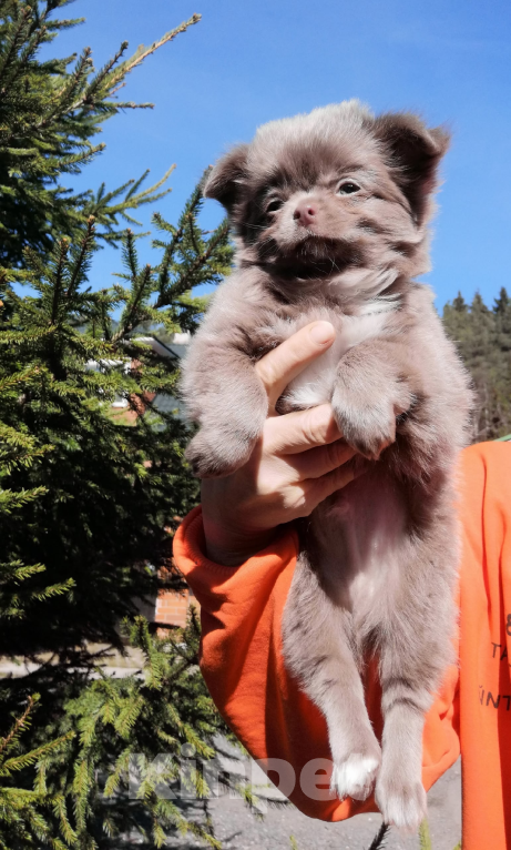 Собаки в Санкт-Петербурге: Чих мальчик Мальчик, 40 000 руб. - фото 1