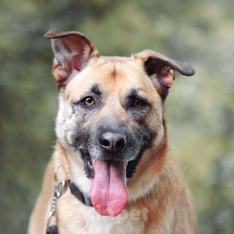 Собаки в Москве: Лучезарный Макс Мальчик, Бесплатно - фото 4