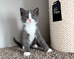 Кошки в Калининграде: Мультяшной внешности котик  Том😺 Мальчик, Бесплатно - фото 1