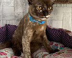 Кошки в Москве: Бурманские котята, котята с документами Девочка, 20 000 руб. - фото 3