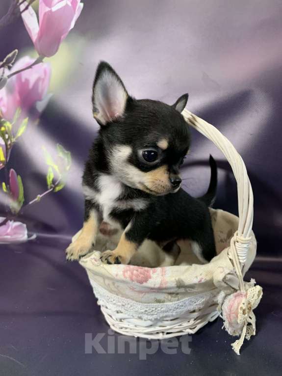 Собаки в Москве: Чихуахуа мальчик Мальчик, 69 000 руб. - фото 2